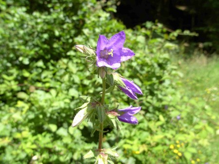 Campanules gantelées